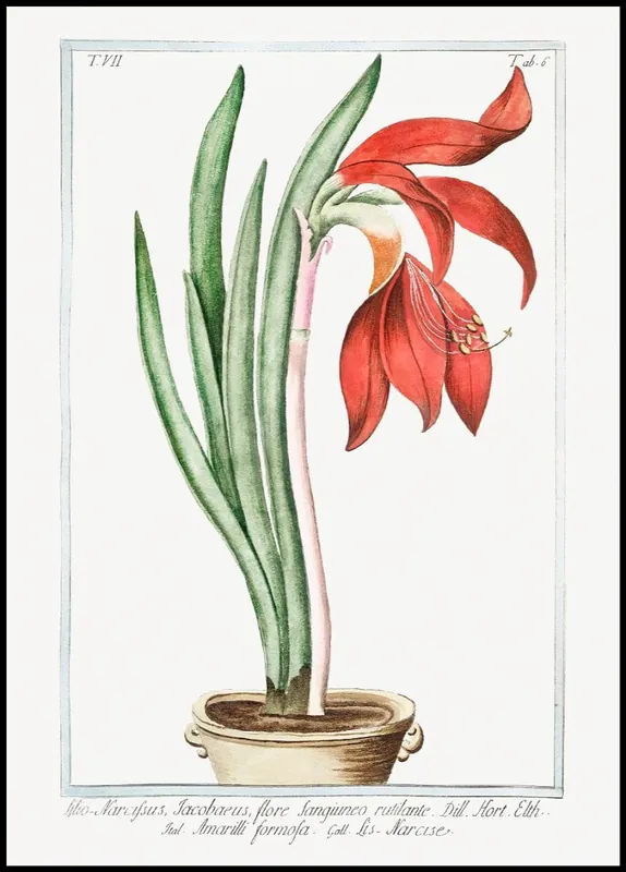 Lily-Daffodil Poster Gratis Versand