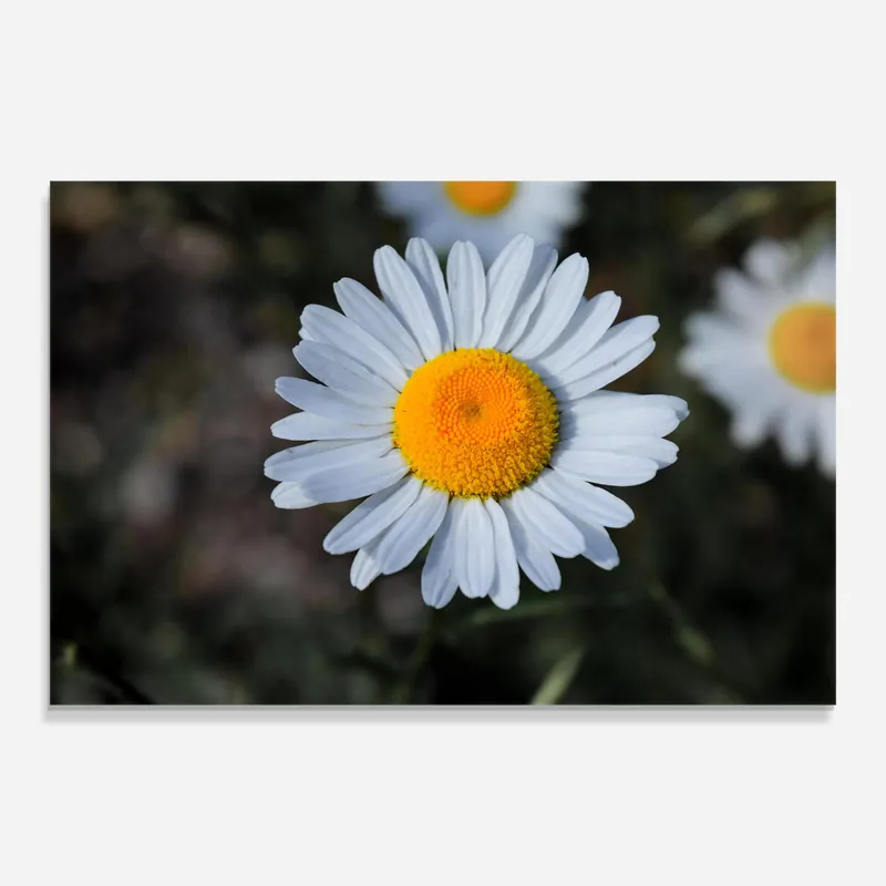 Glasbild Strong Yellow Daisy Bestseller