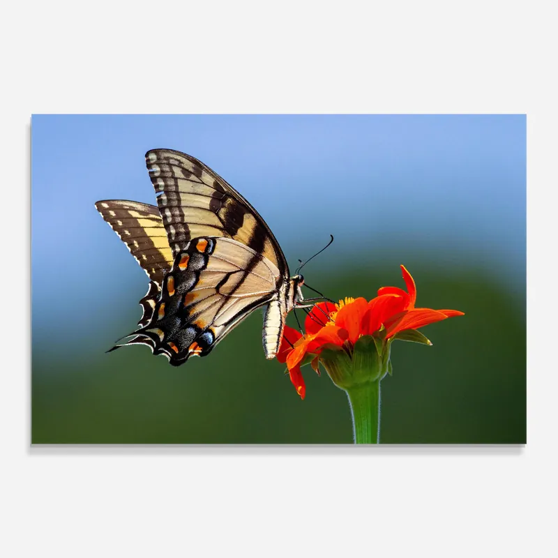 Glasbild Red Flower Wild Aktuell