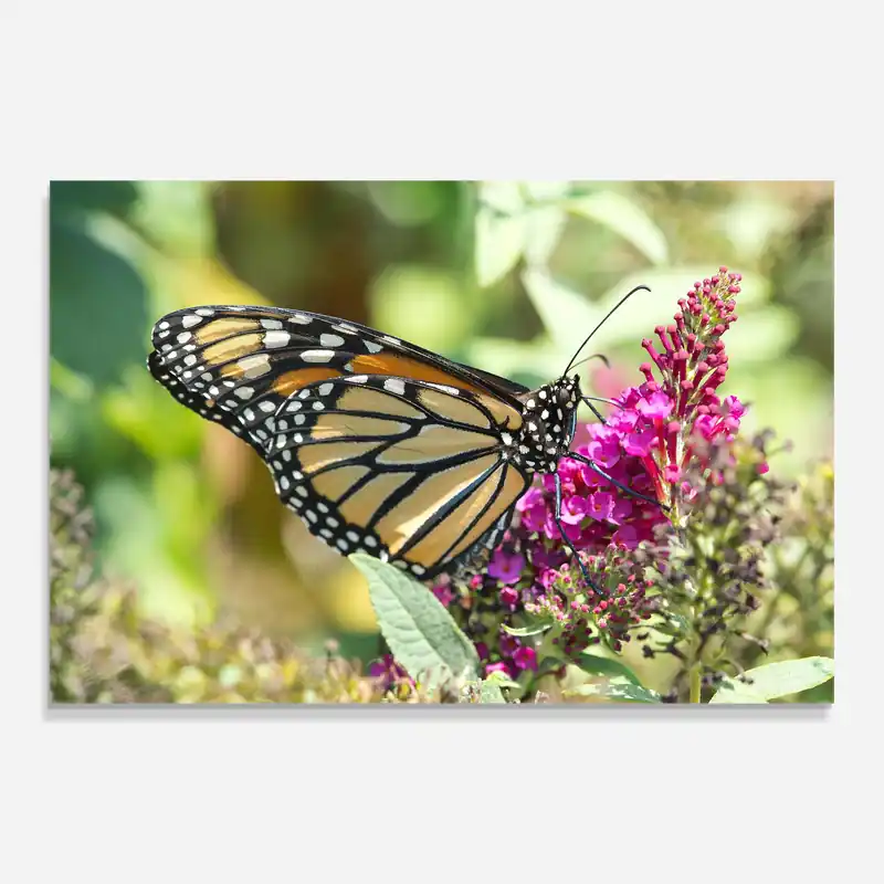 Glasbild Wild Purple Flower Kracherpreis