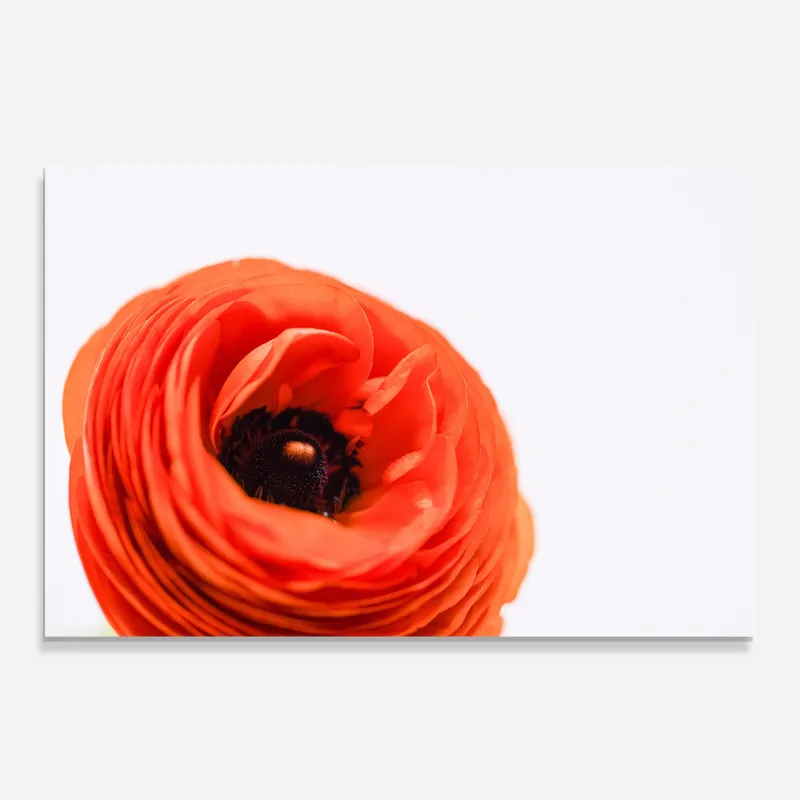 Preisknaller Glasbild Pretty Red Poppy