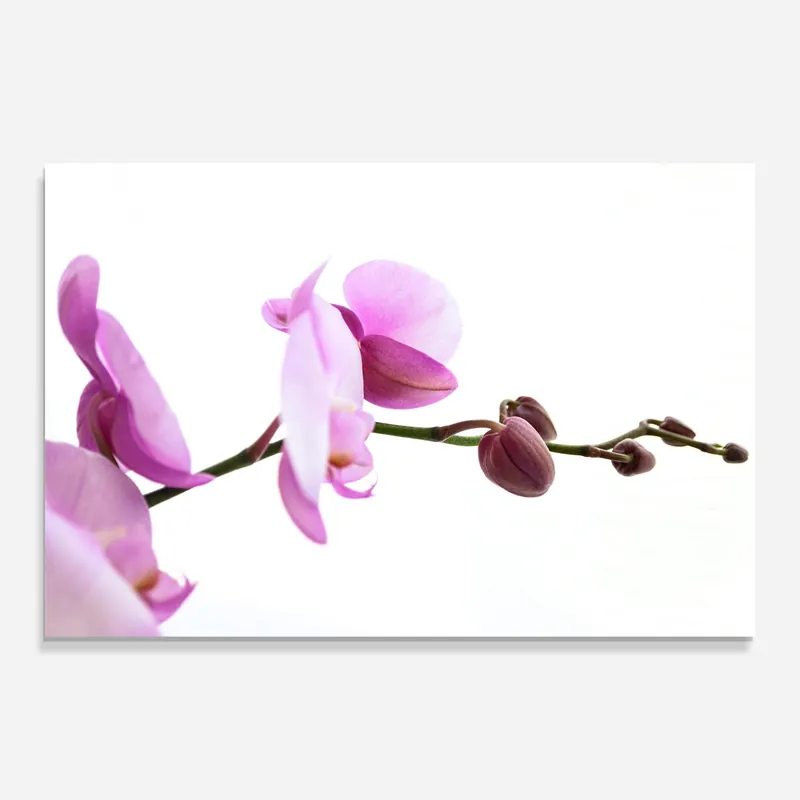 Glasbild Purple Orchid On White Bestseller