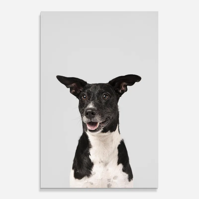 Echt Glasbild Big Ears Dog