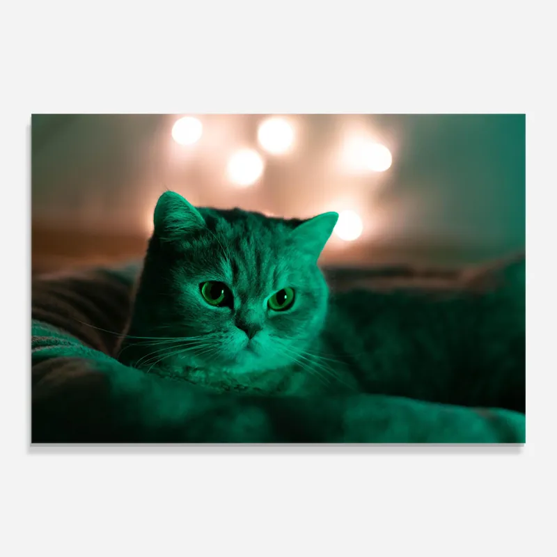 Glasbild Green Light Cat Saisonangebot