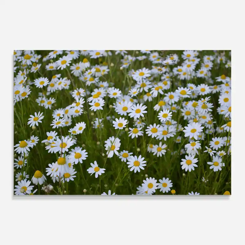 Glasbild White Field Flowers Preisreduziert