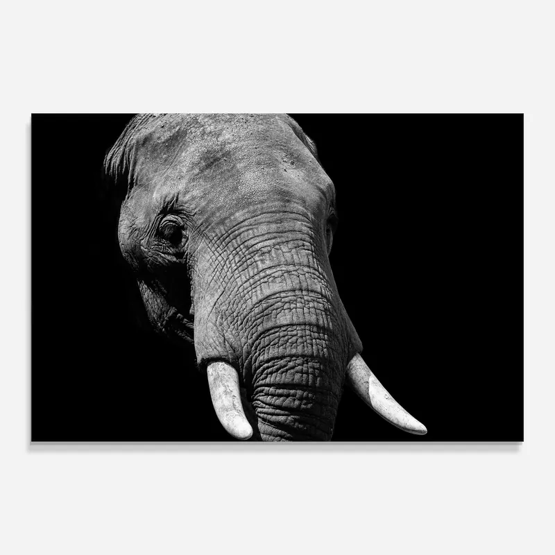Heißes Angebot Glasbild Shadow Elephant