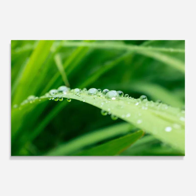 Kracherpreis Glasbild Rainy Leaf Close Up