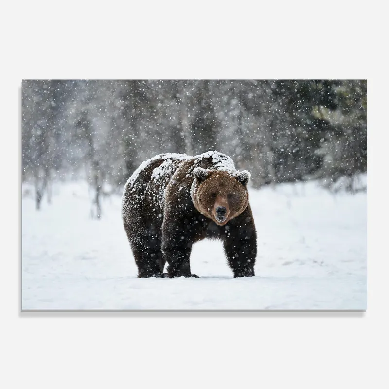 Glasbild Snow Bear Top-Preis