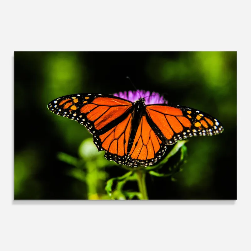 Glasbild Orange Open Butterfly Wochenendangebot