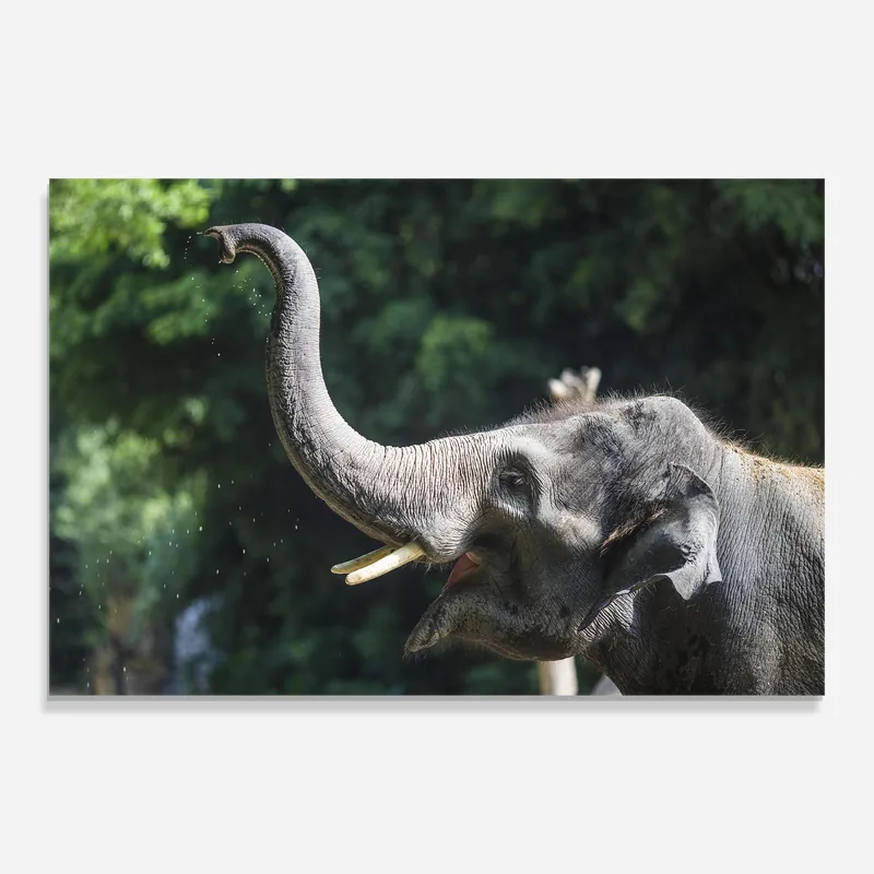 Glasbild Wild Nature Elephant Wochenendangebot