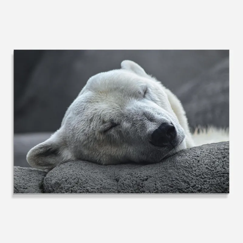 Glasbild Icebear Sleeping Kostenloser Rückversand