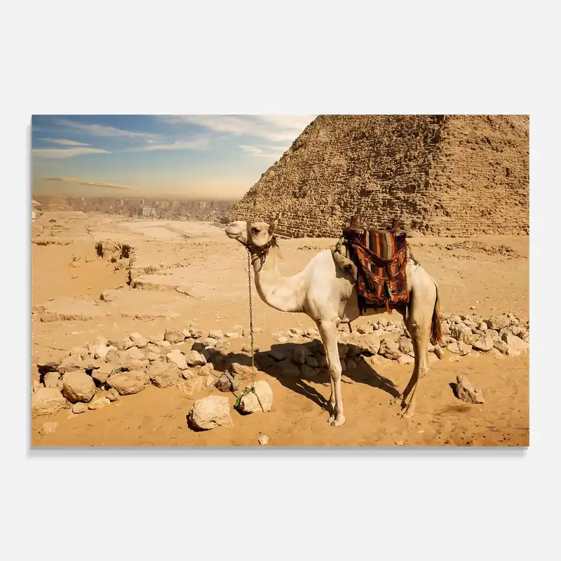 Glasbild Camel Near Ruins Kostenfreie Lieferung