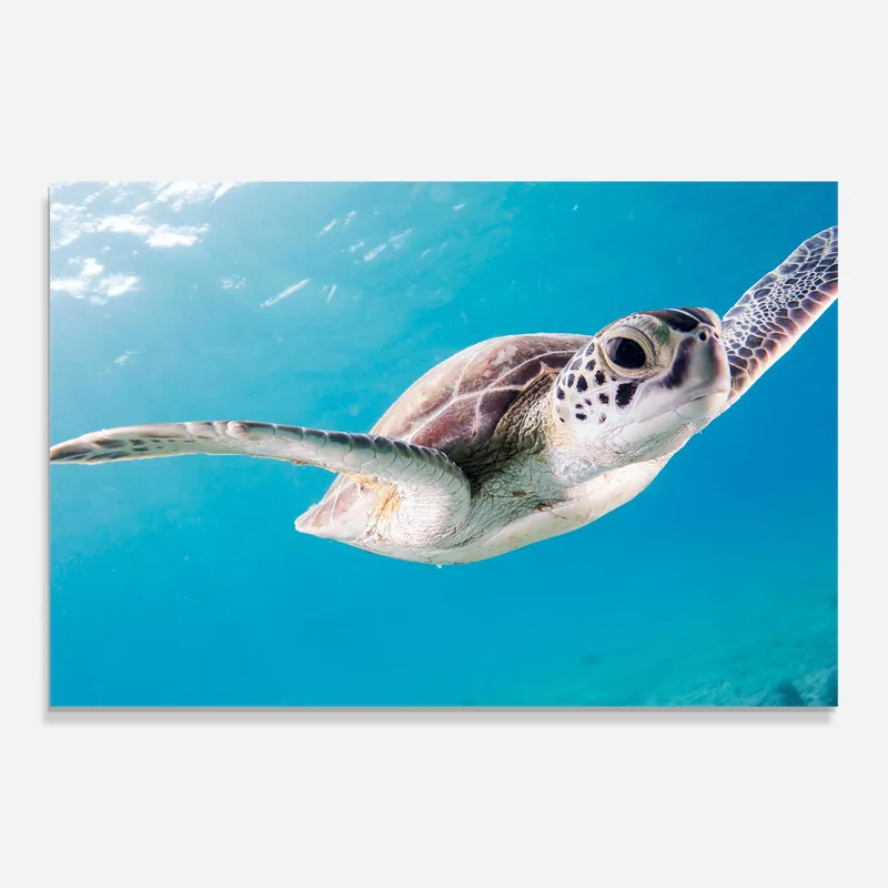 Glasbild Turtle In Water Preisknaller