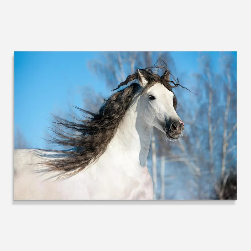 Glasbild Wild Black Hair Horse Highlight