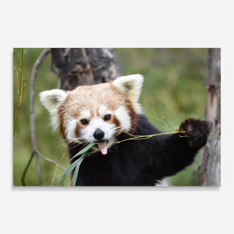Glasbild Red Panda Eating Abverkauf