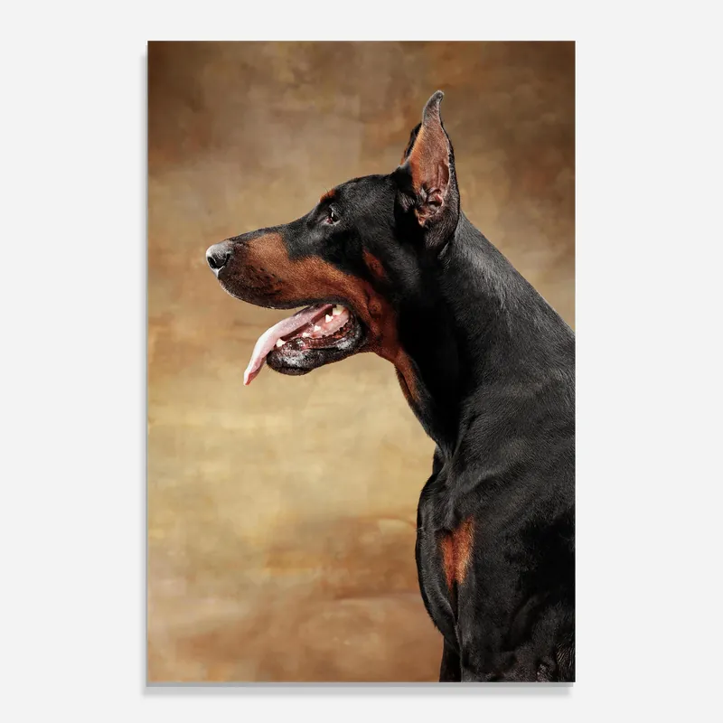 Glasbild Doberman Pinscher Kostenfreie Lieferung