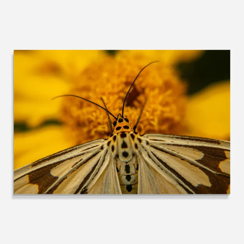 Glasbild Pollen Butterfly Markenware