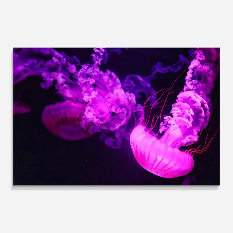 Glasbild Pretty Jellyfish Ausverkauf
