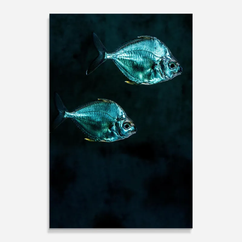 Direktkauf Glasbild Silver Fish