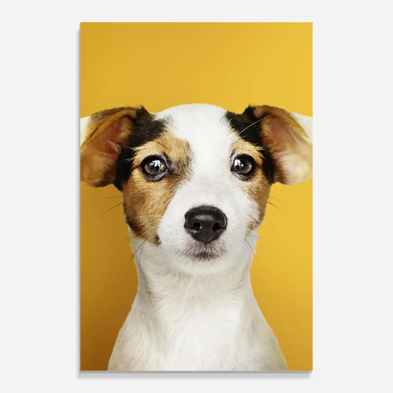 Preisknaller Glasbild Puppy On Yellow