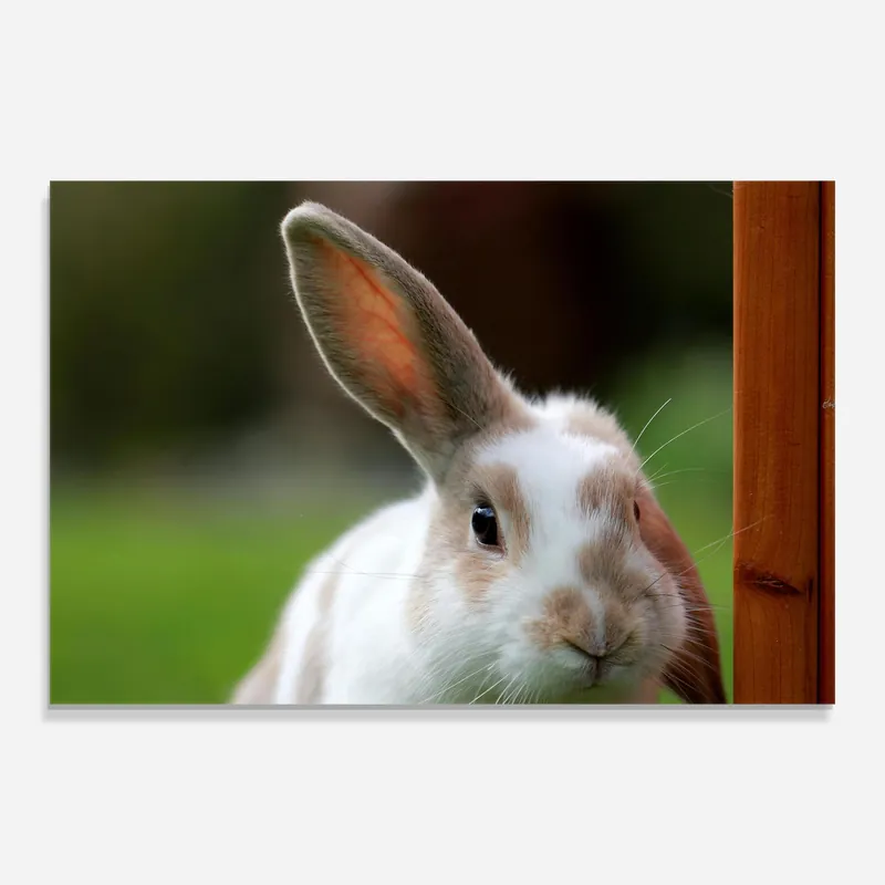 Glasbild Up Ear Bunny Sonderaktion
