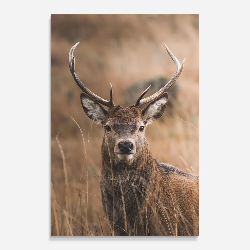 Sofort Bestellen Glasbild Majestic Deer