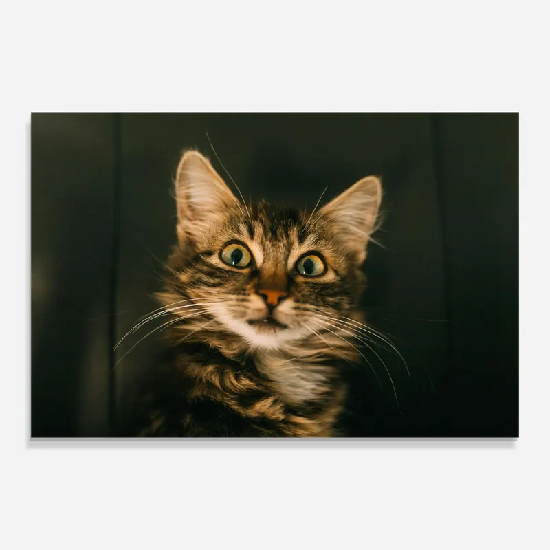 Billig Glasbild Amazed Cat