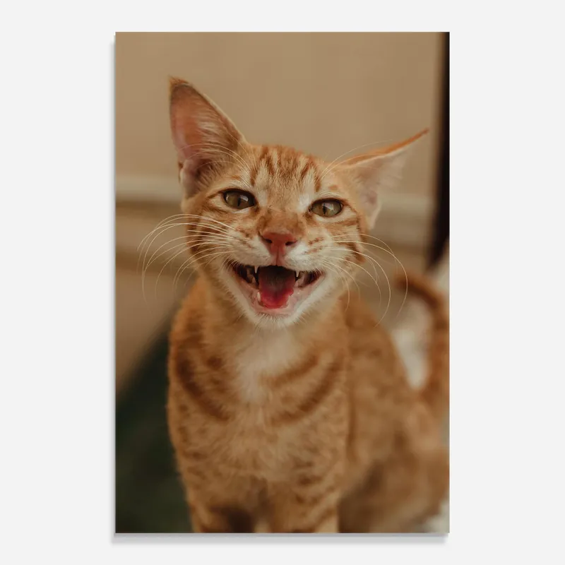 Preisreduziert Glasbild Orange Cat Smiling