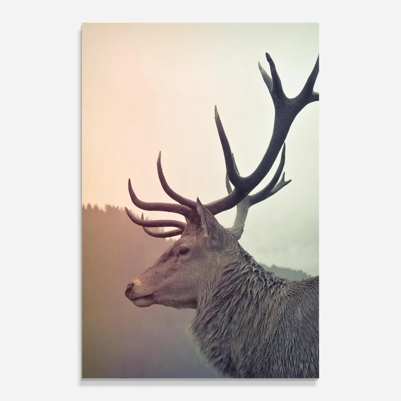 Glasbild King Of The Forest Sonderangebot