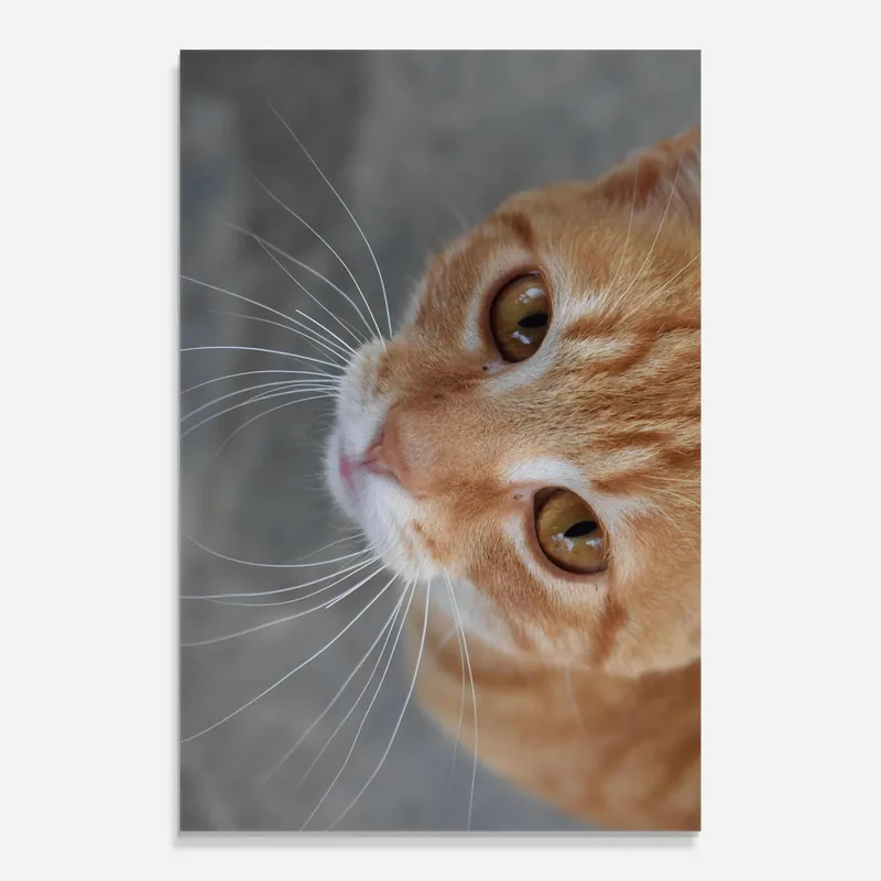 Glasbild Pretty Orange Eyes Cat Ausverkauf
