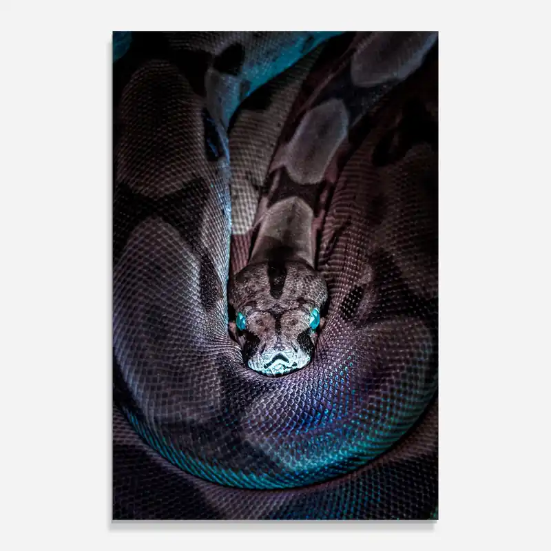 Glasbild Vibrant Snake Top-Seller