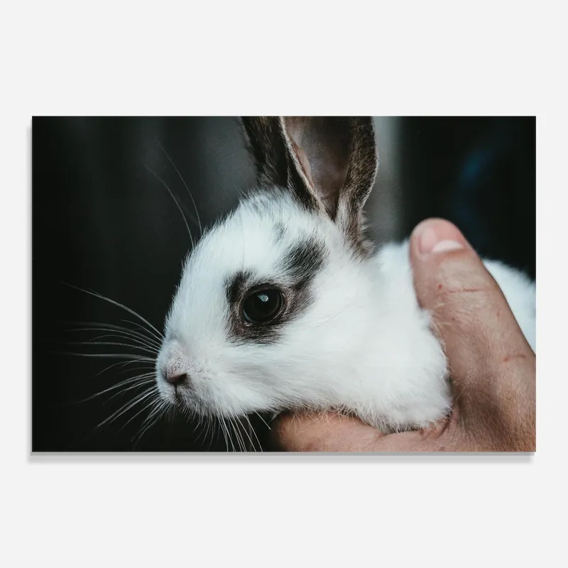 Glasbild Holding Cute Bunny Kostenfreie Lieferung