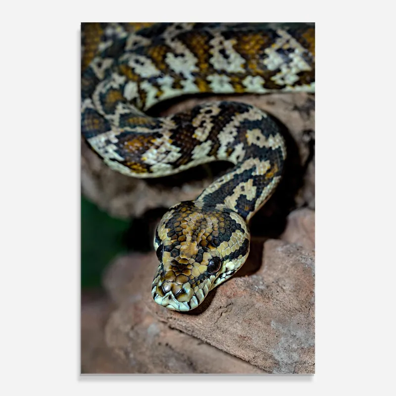 Sonderaktion Glasbild King Snake