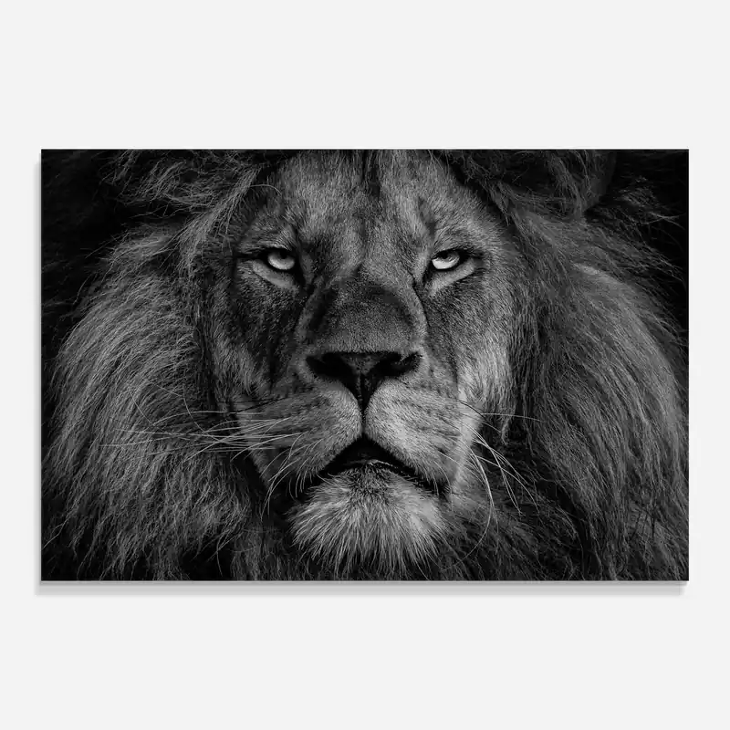 Glasbild Powerful Male Lion Beliebt
