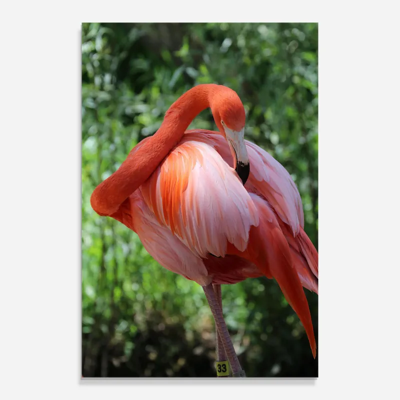Glasbild Red Flamingo Neu Im Sortiment