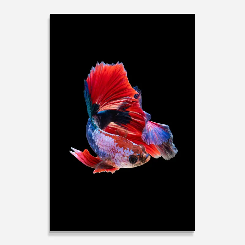 Direktkauf Glasbild Red Black Betta