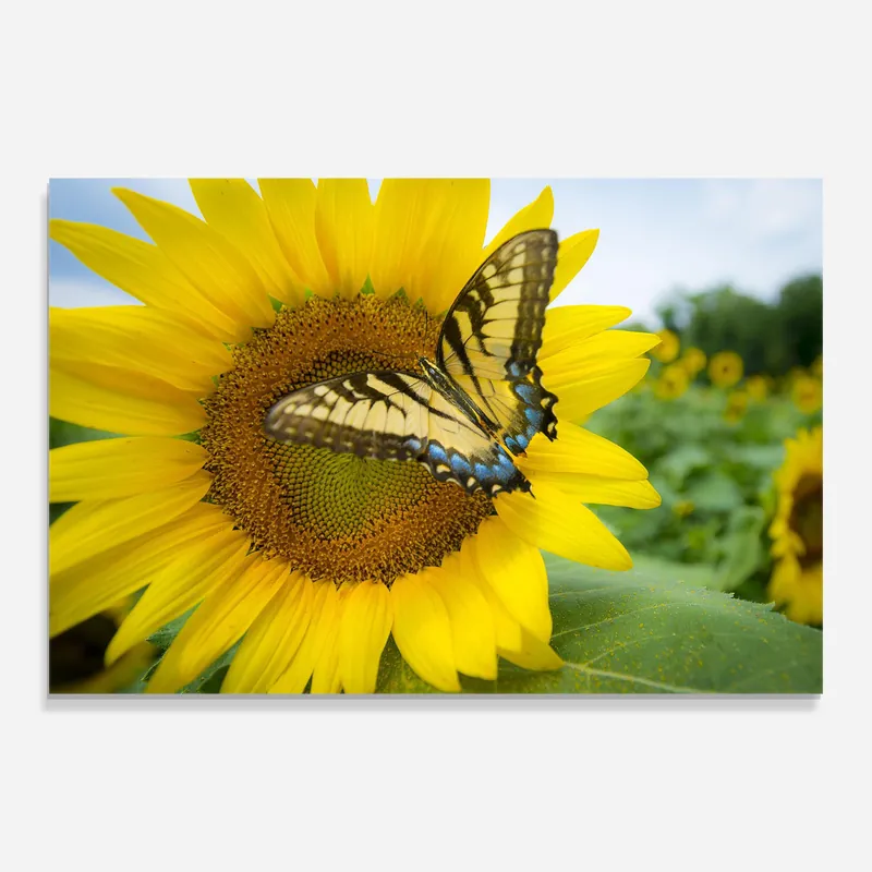 Glasbild Sun Flower Butterfly Jetzt Bestellen