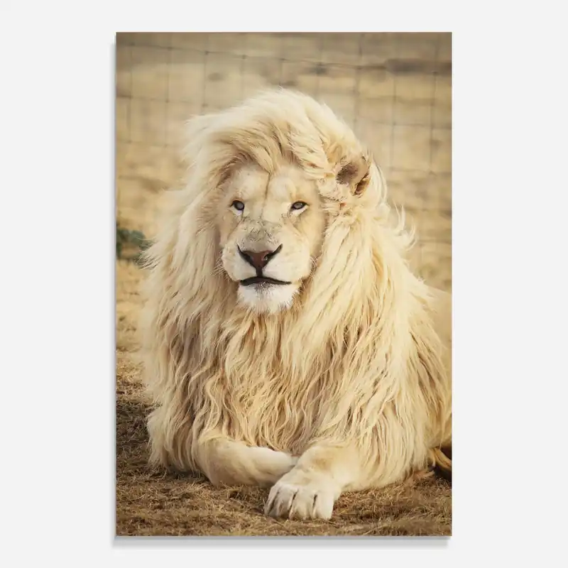 Glasbild White Lion Preisknaller