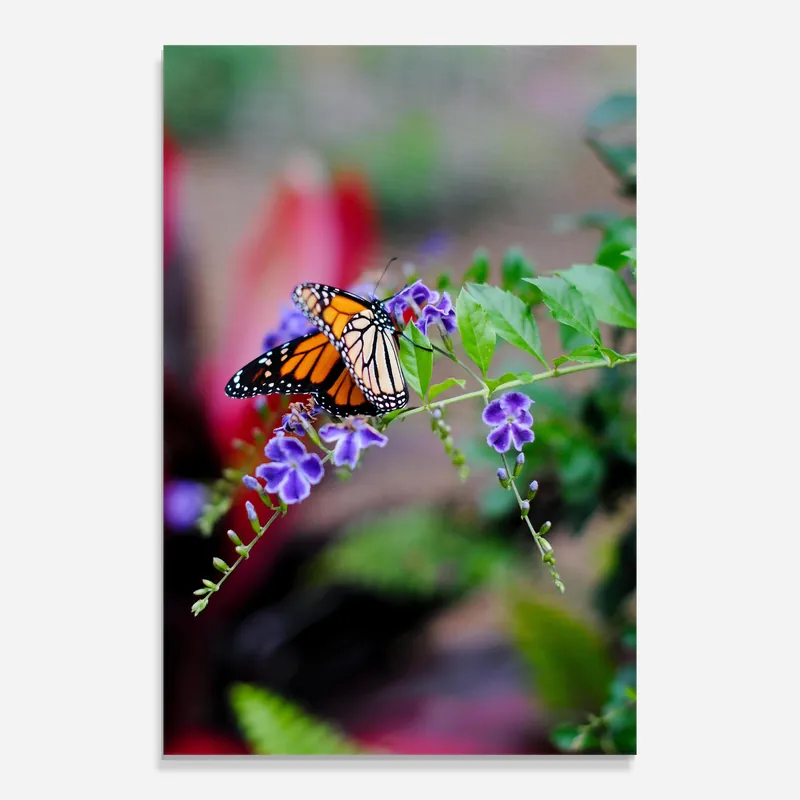 Glasbild Strong Orange Butterfly Neue Kollektion
