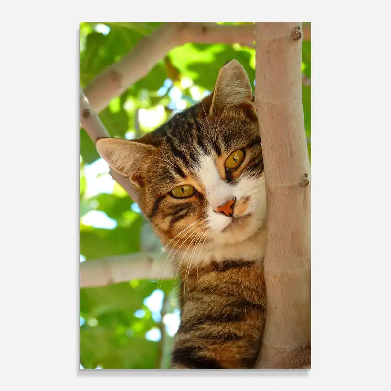 Glasbild Tree Cat Günstig