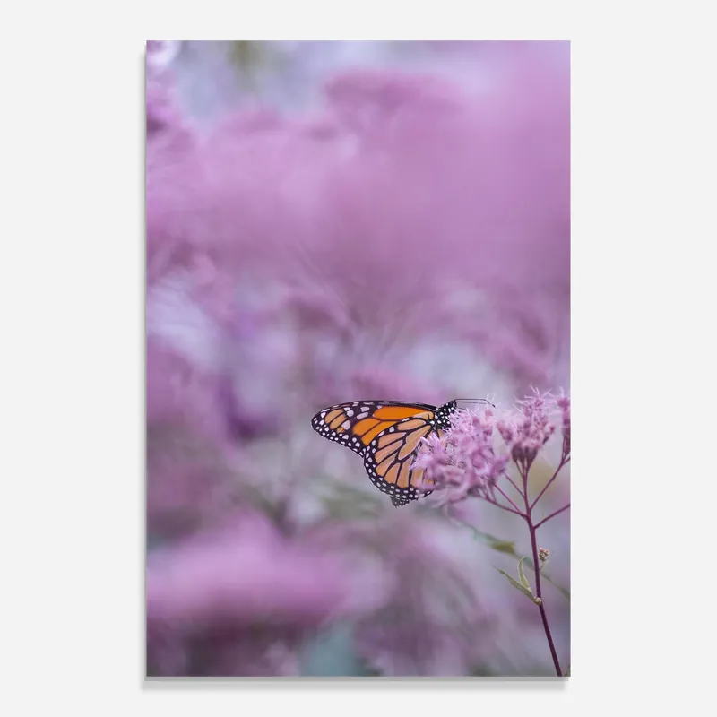 Glasbild Purple Flower Butterfly Top-Angebot