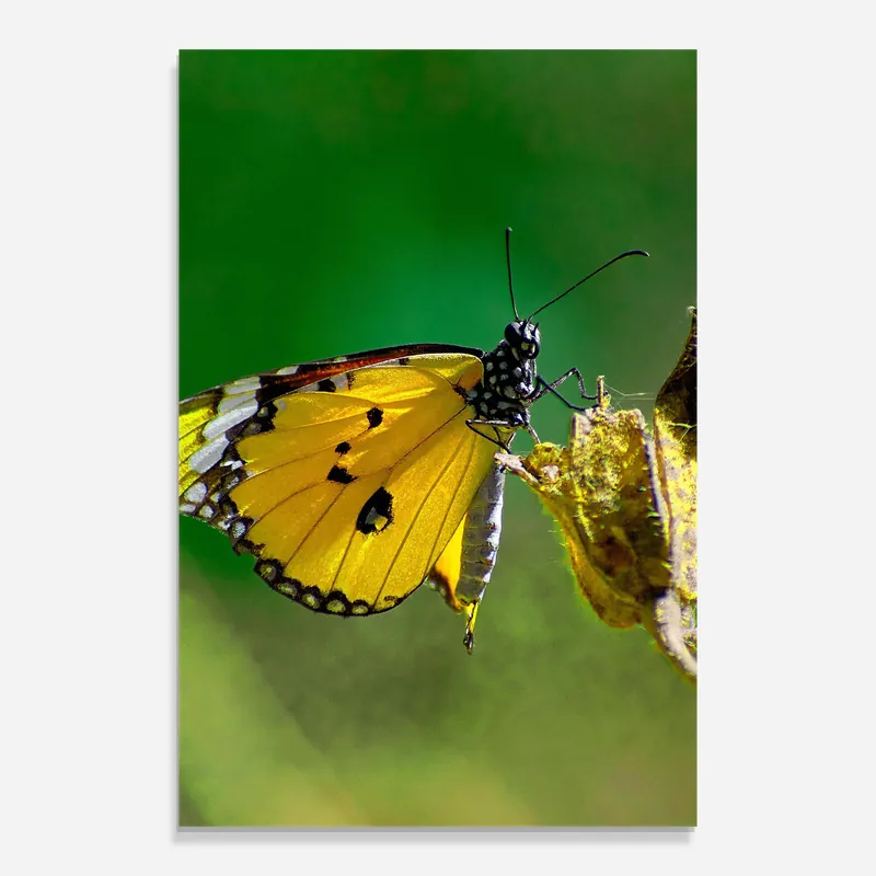 Neu Im Sortiment Glasbild Yellow White Butterfly