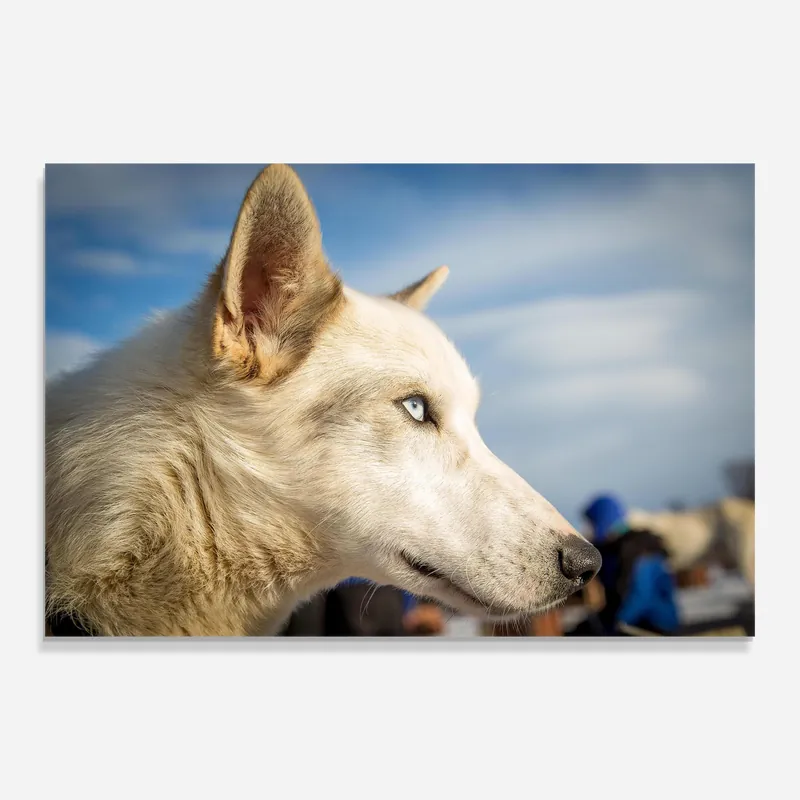 Letzte Chance Glasbild White Wolf Looking