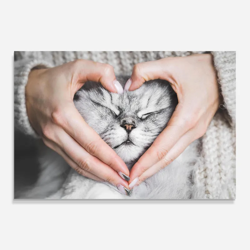 Neue Ware Glasbild Lovely Cat
