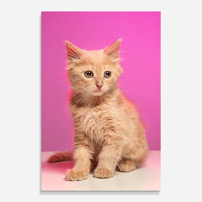 Glasbild Orange Cat On Pink Schneller Versand