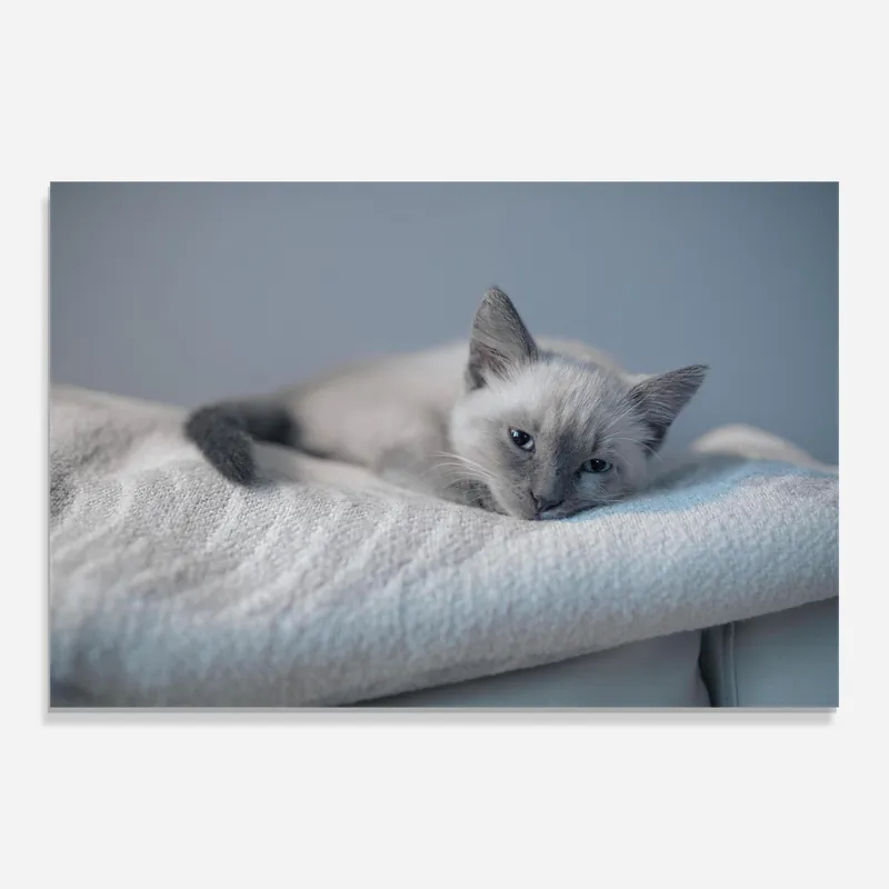 Günstig Glasbild Sleepy Grey Cat