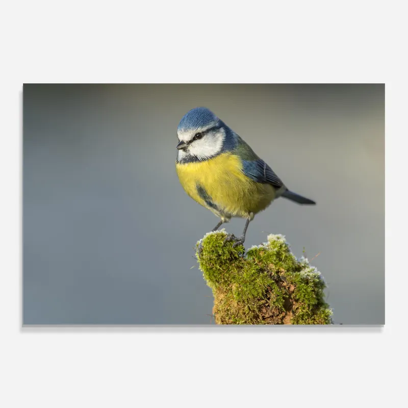Zertifiziert Glasbild Small Blue Bird