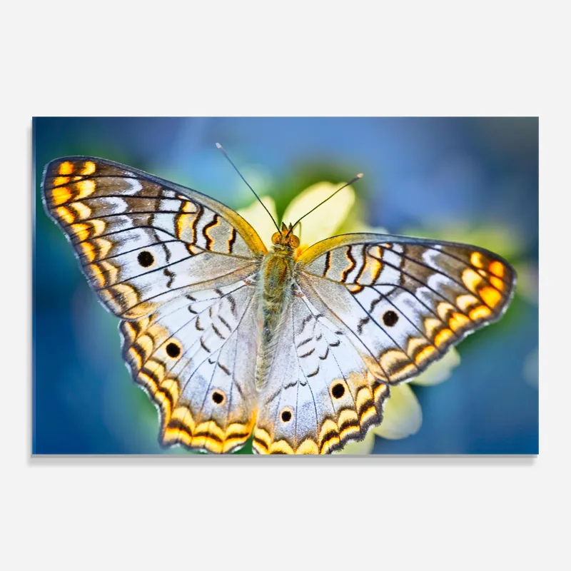 Sichere Zahlung Glasbild Yellow Grey Butterfly