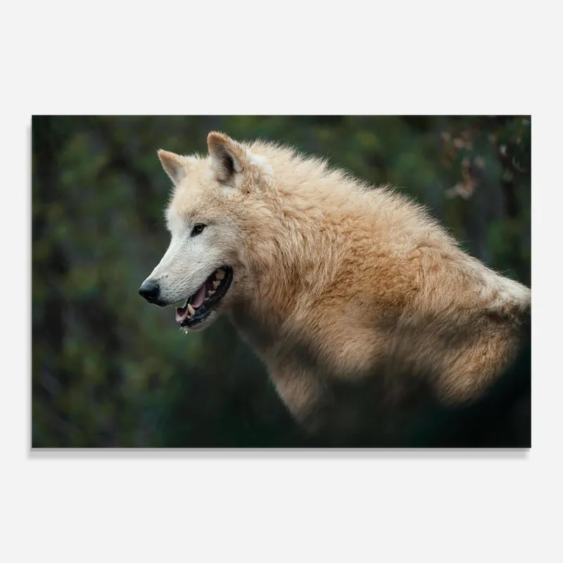 Glasbild White Alpha Wolf Expressversand