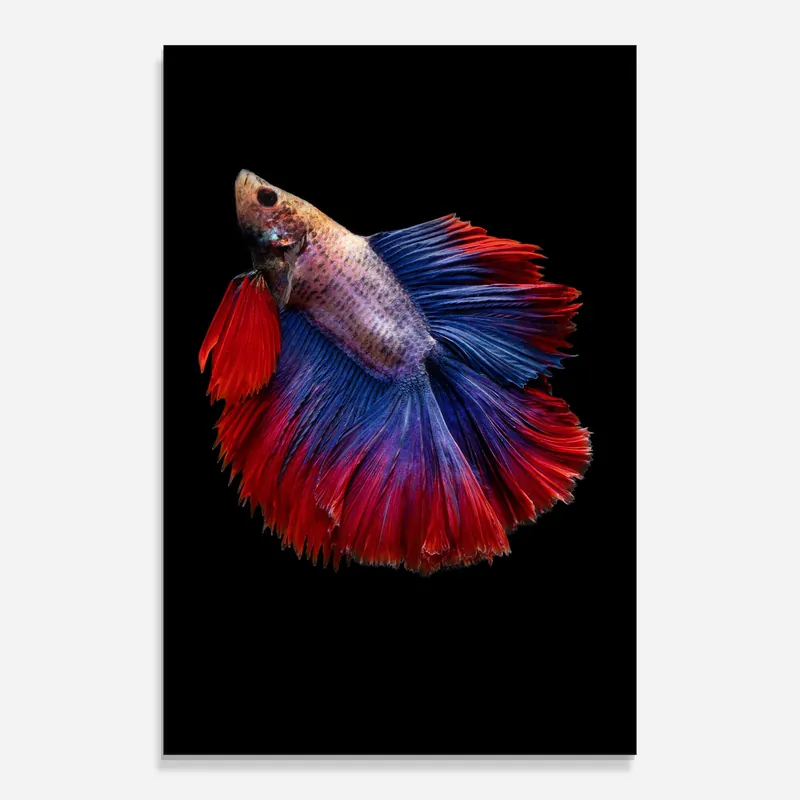 Glasbild Red Blue Betta Rabatt